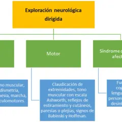 Exploración neurológica: Cerebelo (disartria, temblor, dismetría, marcha) y Motor (paresias, Babinski) son afectados en la ataxia cerebelosa.
