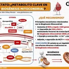 El lactato, un metabolito clave, impulsa la biogénesis mitocondrial mediante la regulación de ROS y la expresión de genes.