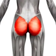 Anatomía del glúteo mayor, que es cual es el musculo mas grande del cuerpo humano.