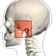 Vista lateral de un cráneo humano, con un recuadro resaltando la articulación temporomandibular.