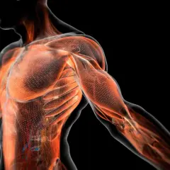 Anatomía muscular humana en 3D, mostrando la red de la fascia que envuelve los músculos del torso y brazo.