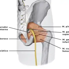 Anatomía del nervio ciático y músculos de la cadera. El nervio ciático emerge entre el músculo piramidal y los gemelos.