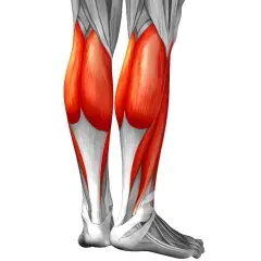 Anatomía de la pierna, mostrando el músculo sóleo en rojo vibrante, parte esencial para el movimiento.