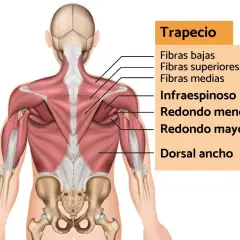 Anatomía de la espalda, mostrando el músculo trapecio y sus fibras. Una contractura trapecio puede afectar estas áreas.