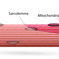 Estructura de fibras musculares con núcleo, sarcolema, mitocondrias y miofibrillas.