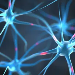 Neuronas azules con destellos rojos, mostrando la vaina de mielina que acelera la transmisión nerviosa.