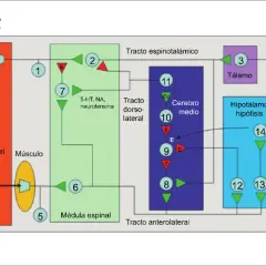 Diagrama ilustra cómo funciona la acupuntura, mostrando la transmisión de estímulos dolorosos y la modulación por neurotransmisores.