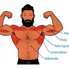Ilustración de un hombre con músculos marcados, mostrando la hipertrofia en hombros, tríceps, pecho, serrato y abdominales.