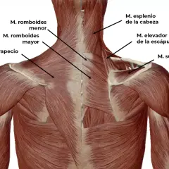 Anatomía de la espalda y cuello, mostrando músculos como el trapecio y romboides, relevantes para una contractura cuello.