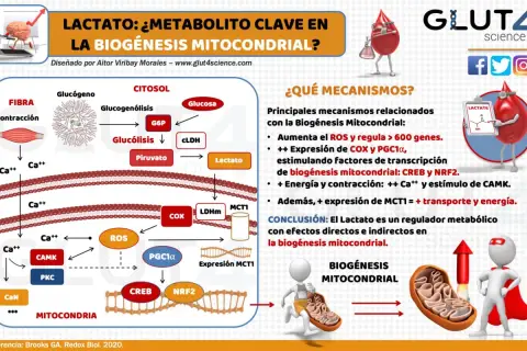 El lactato, un metabolito clave, impulsa la biogénesis mitocondrial mediante la regulación de ROS y la expresión de genes.