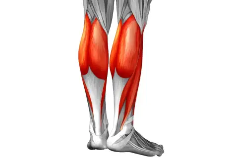 Anatomía de la pierna, mostrando el músculo sóleo en rojo vibrante, parte esencial para el movimiento.