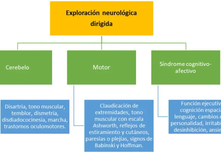 Exploración neurológica: Cerebelo (disartria, temblor, dismetría, marcha) y Motor (paresias, Babinski) son afectados en la ataxia cerebelosa.