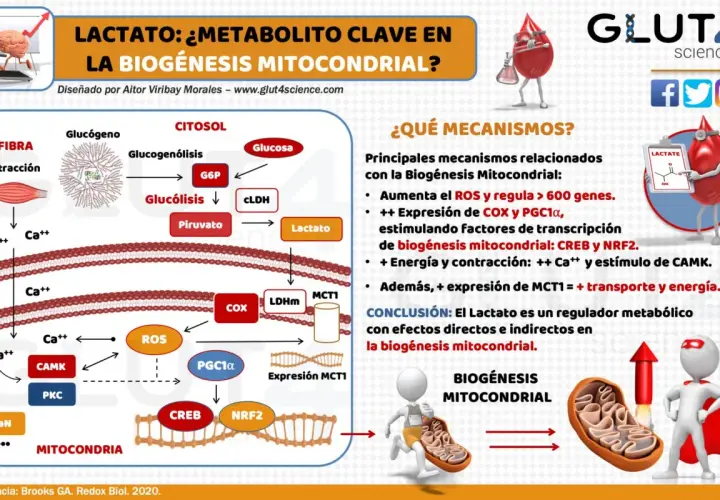 El lactato, un metabolito clave, impulsa la biogénesis mitocondrial mediante la regulación de ROS y la expresión de genes.