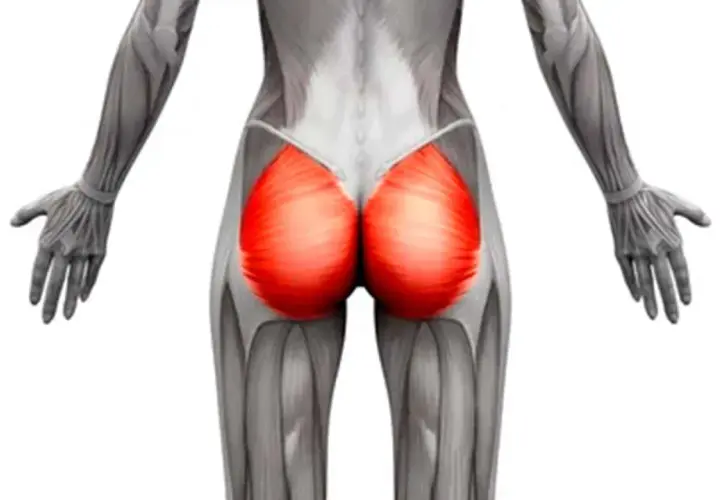Anatomía del glúteo mayor, que es cual es el musculo mas grande del cuerpo humano.