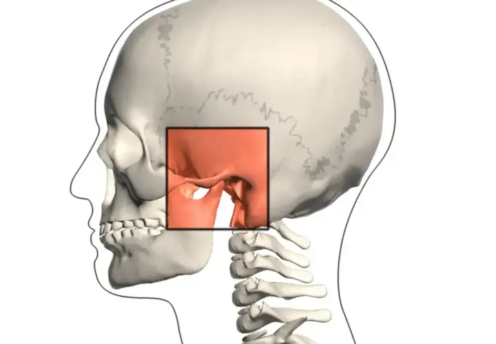Vista lateral de un cráneo humano, con un recuadro resaltando la articulación temporomandibular.