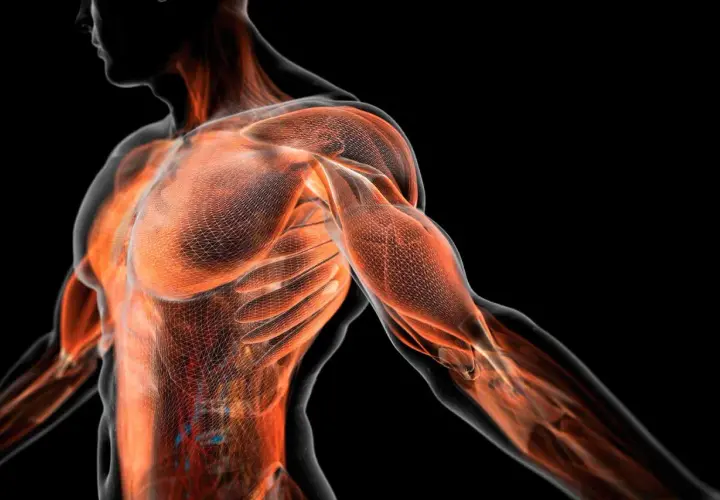Anatomía muscular humana en 3D, mostrando la red de la fascia que envuelve los músculos del torso y brazo.
