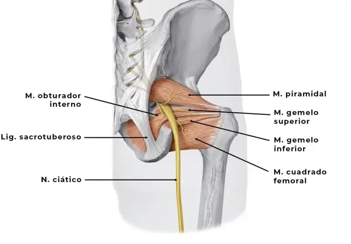 Anatomía del nervio ciático y músculos de la cadera. El nervio ciático emerge entre el músculo piramidal y los gemelos.