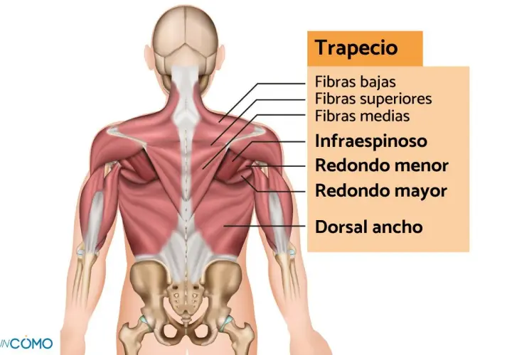 Anatomía de la espalda, mostrando el músculo trapecio y sus fibras. Una contractura trapecio puede afectar estas áreas.