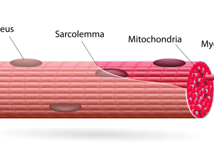 Estructura de fibras musculares con núcleo, sarcolema, mitocondrias y miofibrillas.