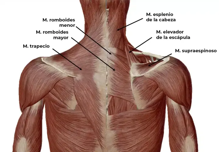 Anatomía de la espalda y cuello, mostrando músculos como el trapecio y romboides, relevantes para una contractura cuello.