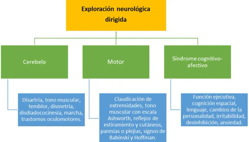 Exploración neurológica: Cerebelo (disartria, temblor, dismetría, marcha) y Motor (paresias, Babinski) son afectados en la ataxia cerebelosa.