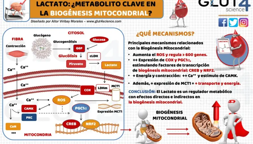 El lactato, un metabolito clave, impulsa la biogénesis mitocondrial mediante la regulación de ROS y la expresión de genes.