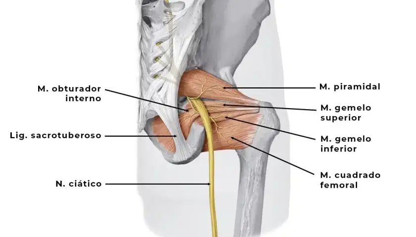 Anatomía del nervio ciático y músculos de la cadera. El nervio ciático emerge entre el músculo piramidal y los gemelos.
