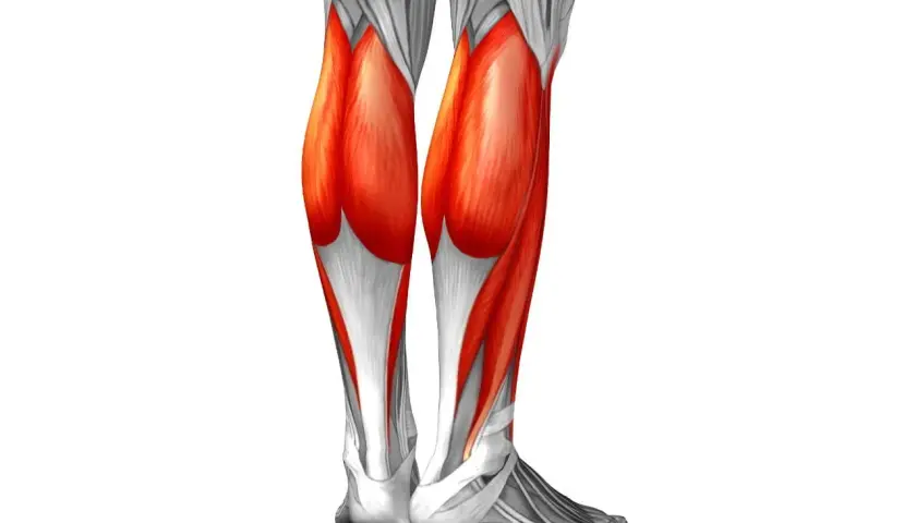 Anatomía de la pierna, mostrando el músculo sóleo en rojo vibrante, parte esencial para el movimiento.