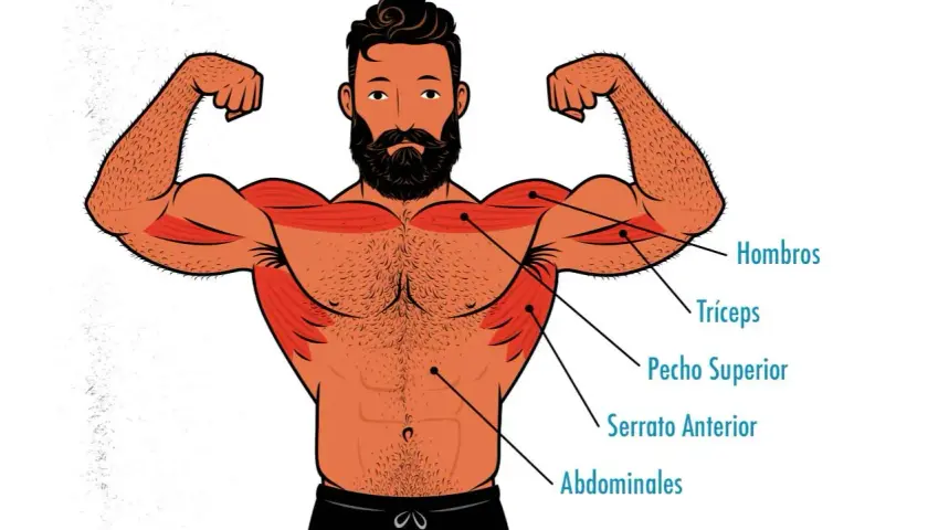 Ilustración de un hombre con músculos marcados, mostrando la hipertrofia en hombros, tríceps, pecho, serrato y abdominales.