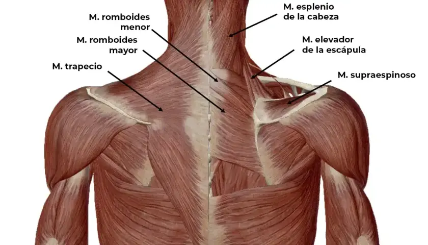 Anatomía de la espalda y cuello, mostrando músculos como el trapecio y romboides, relevantes para una contractura cuello.