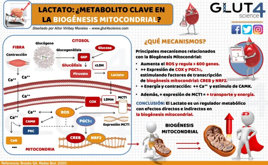 Ácido láctico - ¿Mito o realidad? Entrena inteligente