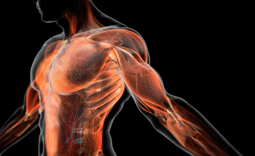 Fascia - Qué es, funciones y cómo cuidarla sin mitos