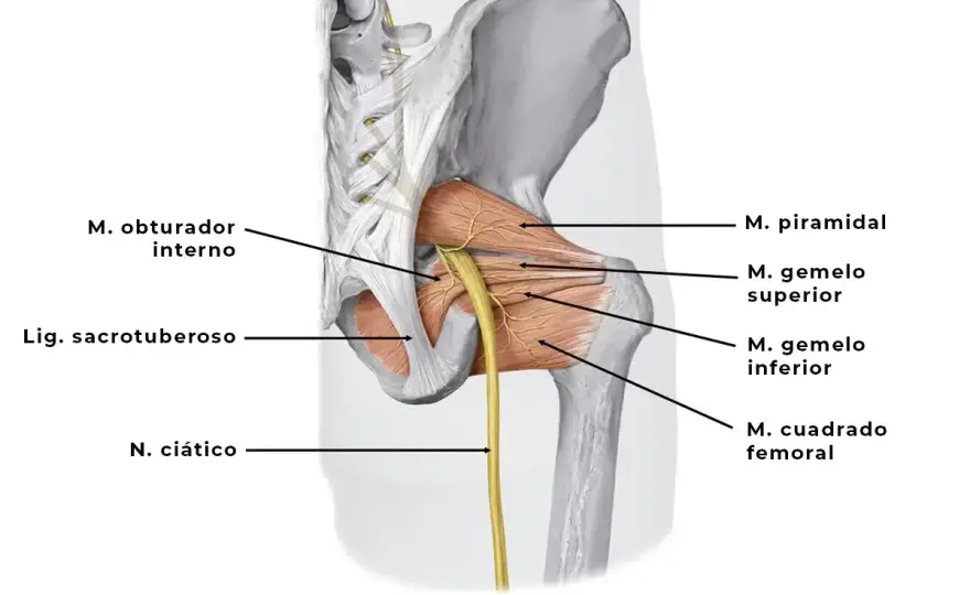 Nervio ciático - Anatomía, causas y alivio del dolor