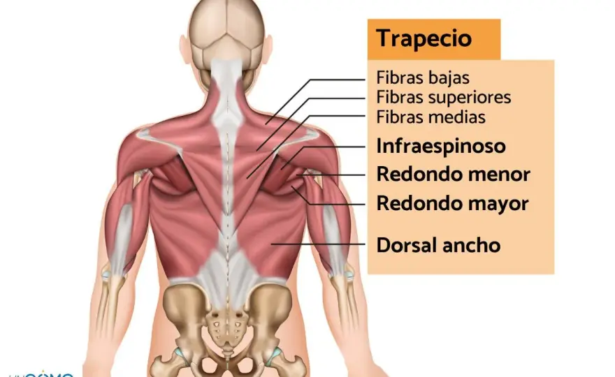Trapecio contraído - Alivia el dolor y evita que vuelva