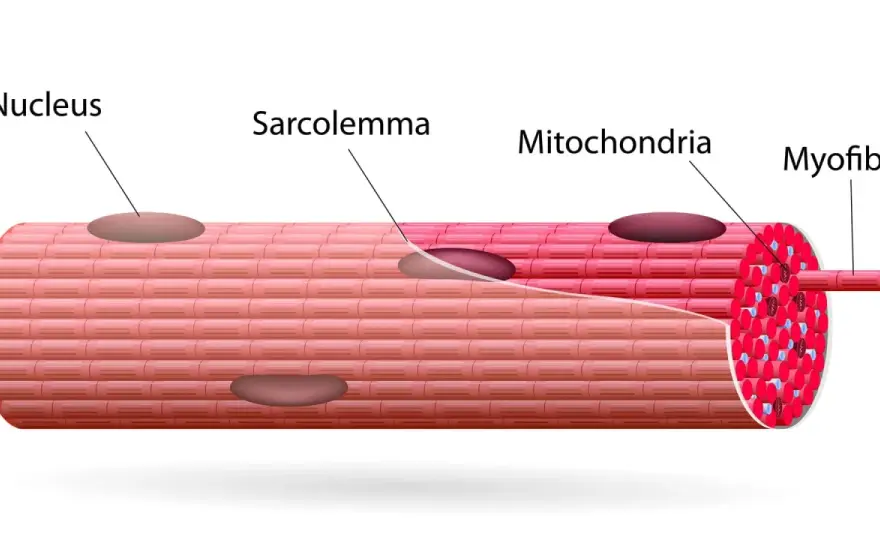 Fibras musculares - ¿Cómo funcionan y por qué importan?