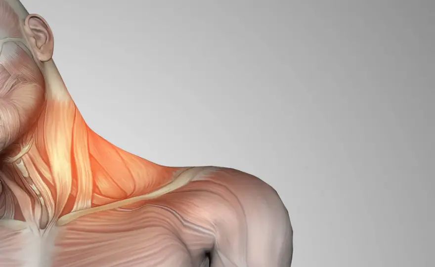 Escalenos: ¿Por qué causan dolor de cuello y brazo?