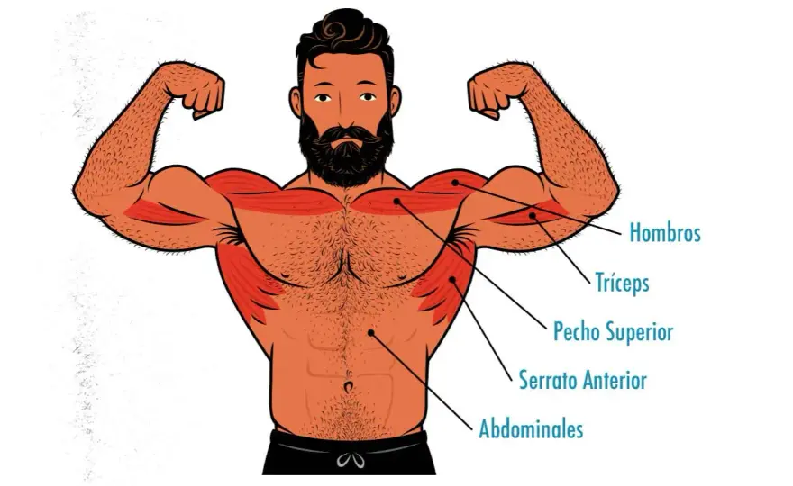 Hipertrofia muscular - Guía para crecer sin perder movilidad