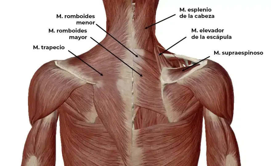Contractura cervical - Alivia el dolor y evita recaídas