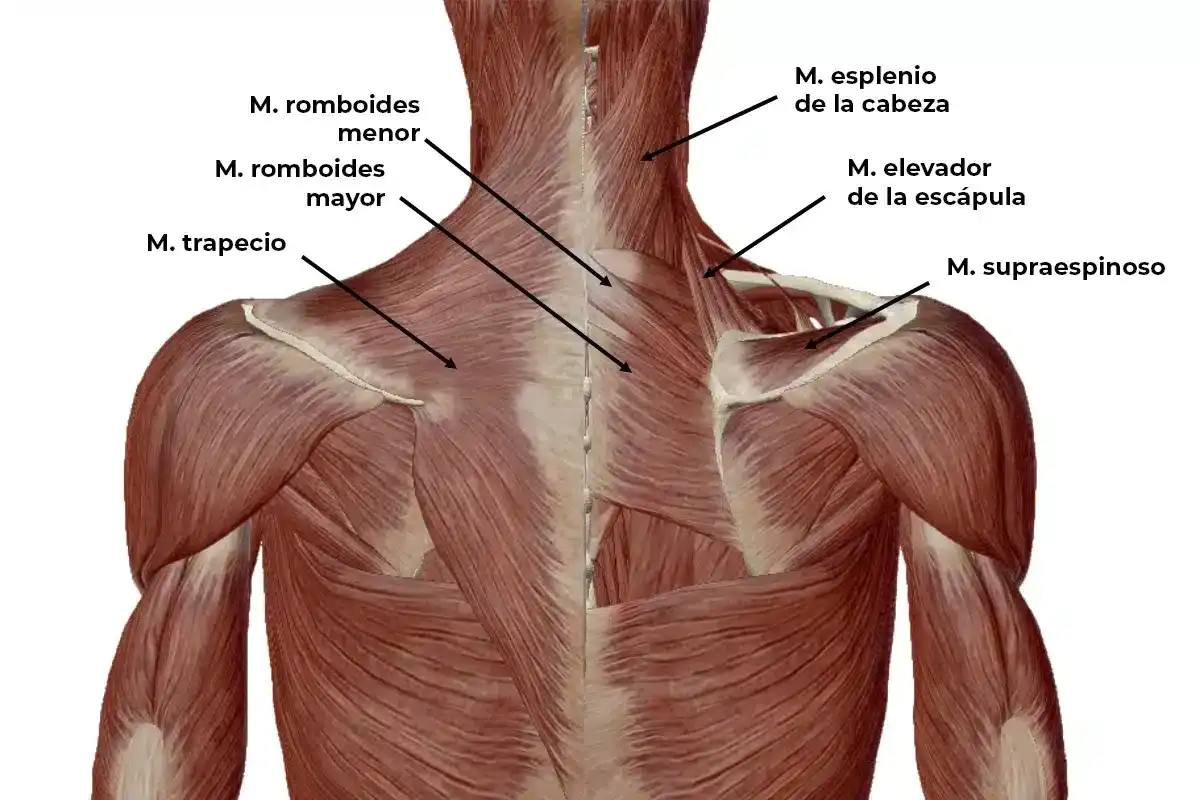 Contractura cervical - Alivia el dolor y evita recaídas