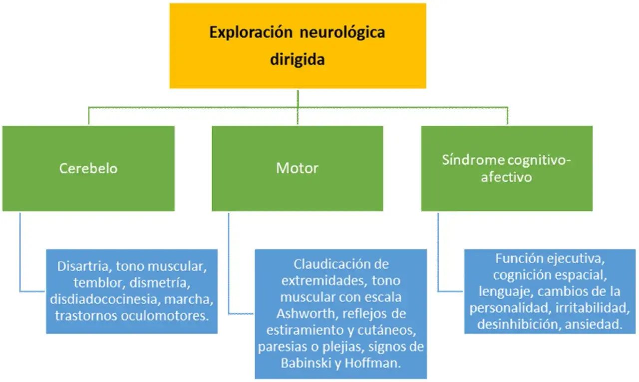Exploración neurológica: Cerebelo (disartria, temblor, dismetría, marcha) y Motor (paresias, Babinski) son afectados en la ataxia cerebelosa.