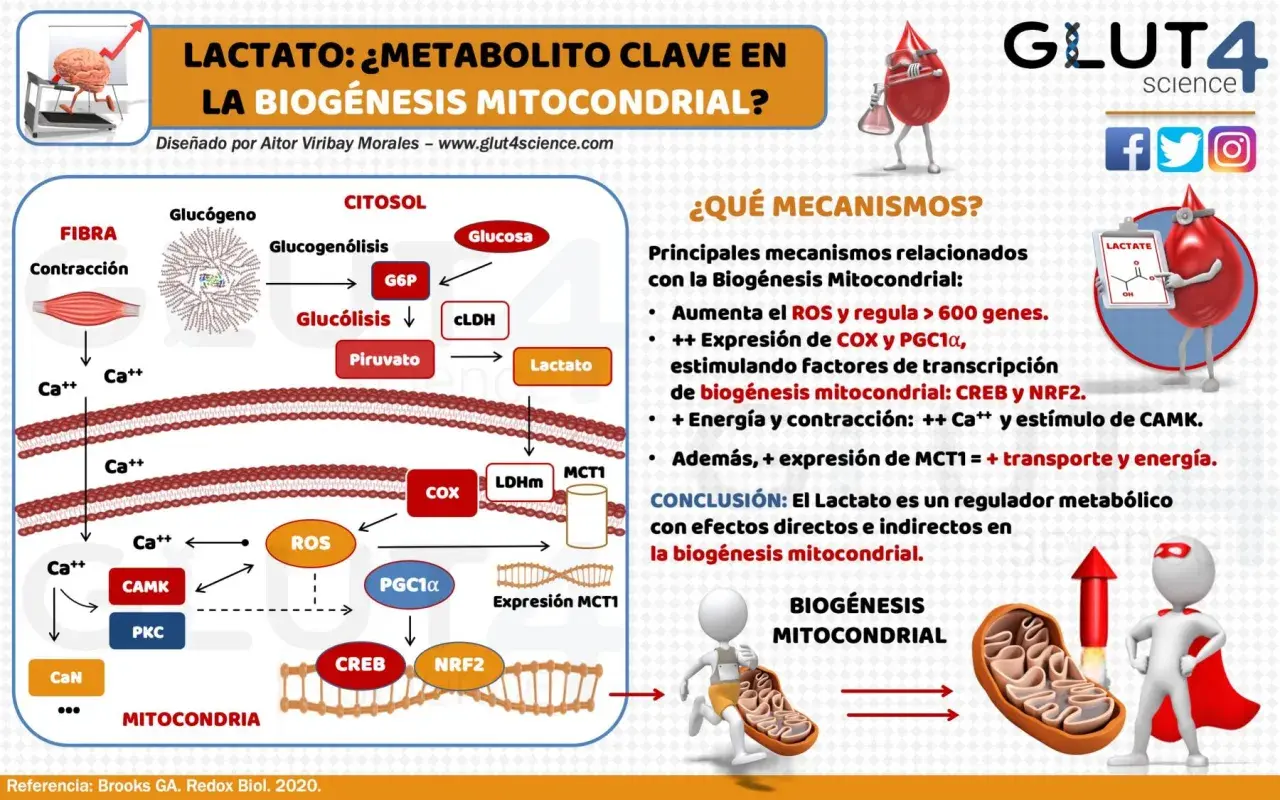 El lactato, un metabolito clave, impulsa la biogénesis mitocondrial mediante la regulación de ROS y la expresión de genes.