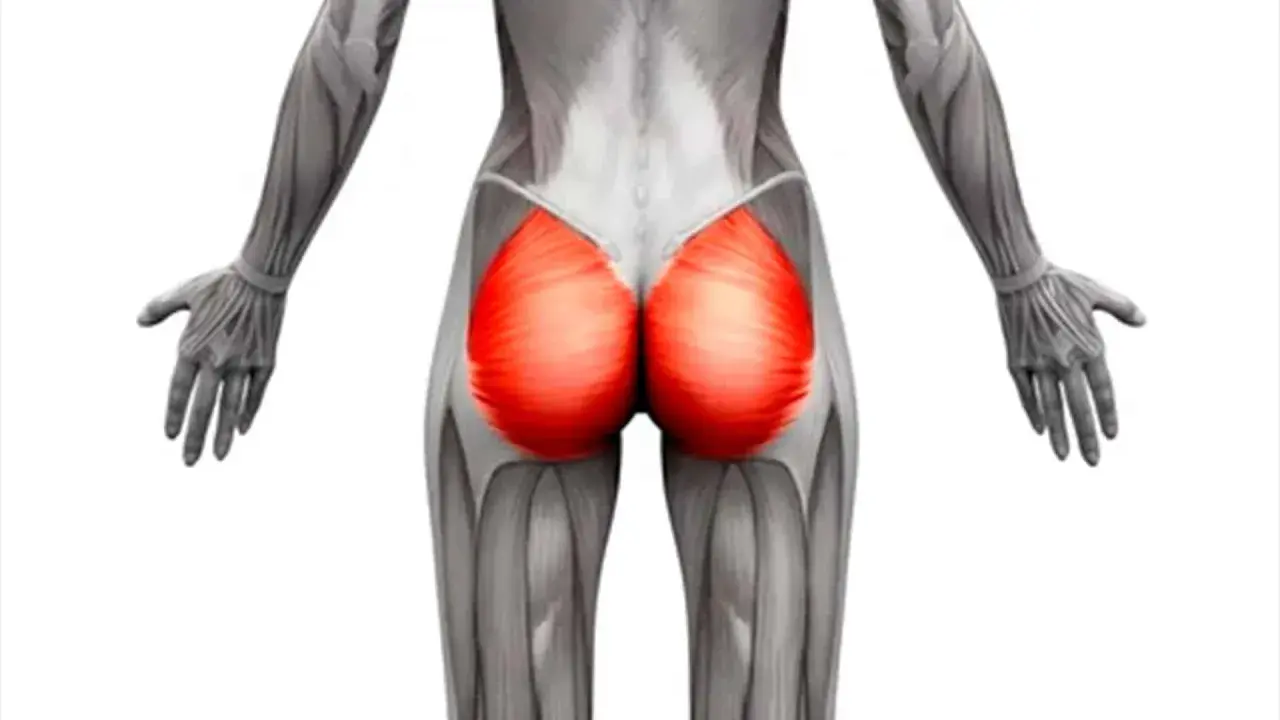 Anatomía del glúteo mayor, que es cual es el musculo mas grande del cuerpo humano.