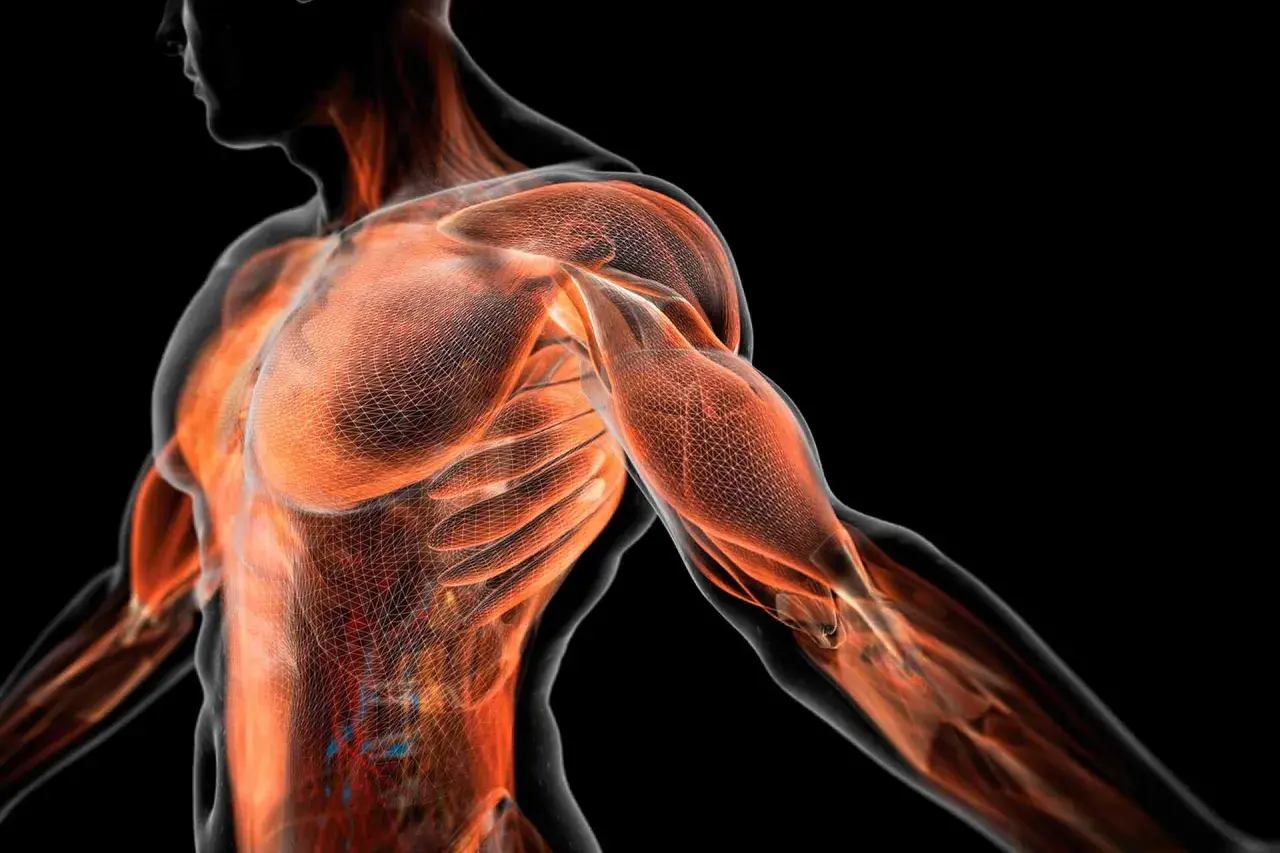 Anatomía muscular humana en 3D, mostrando la red de la fascia que envuelve los músculos del torso y brazo.