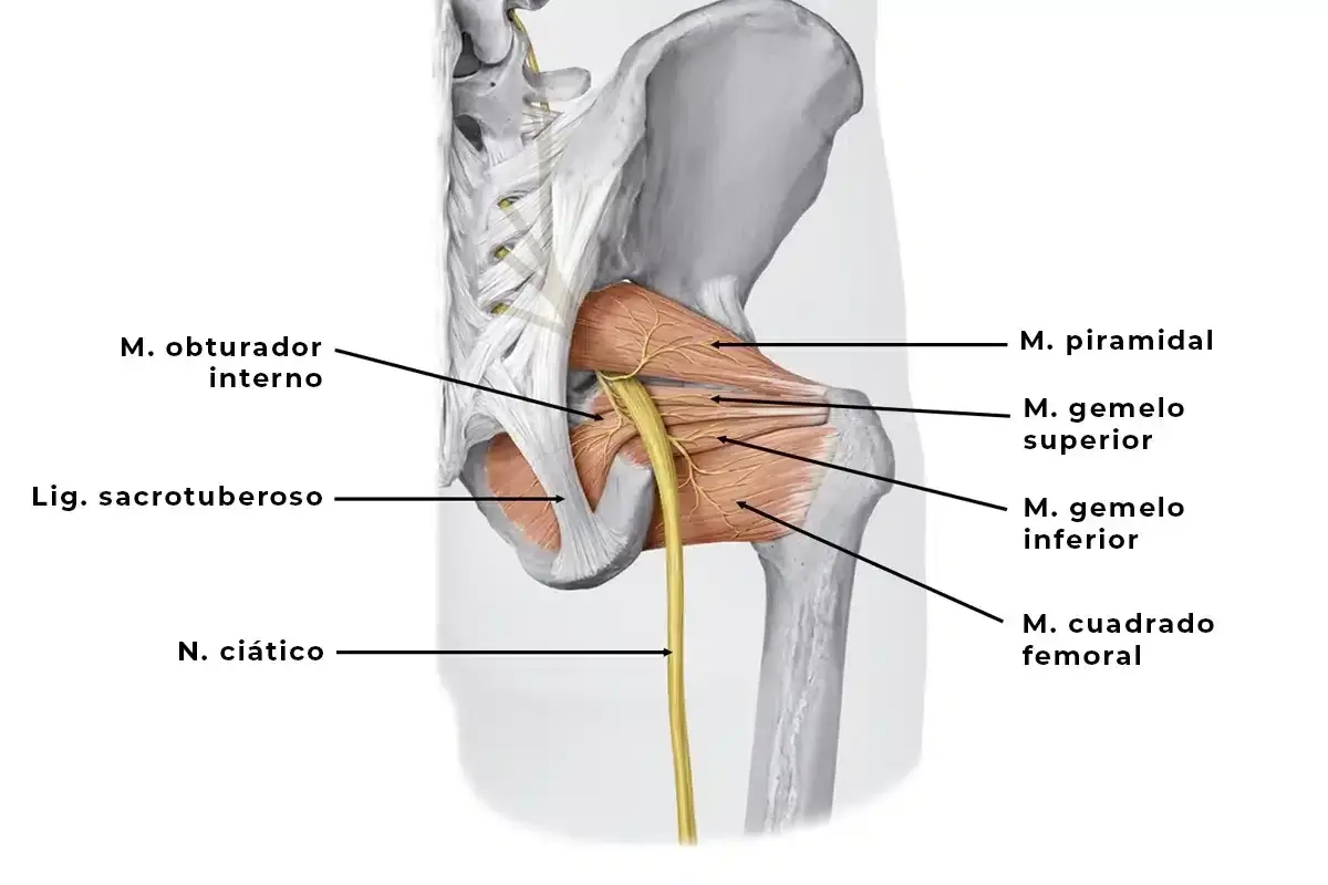 Anatomía del nervio ciático y músculos de la cadera. El nervio ciático emerge entre el músculo piramidal y los gemelos.