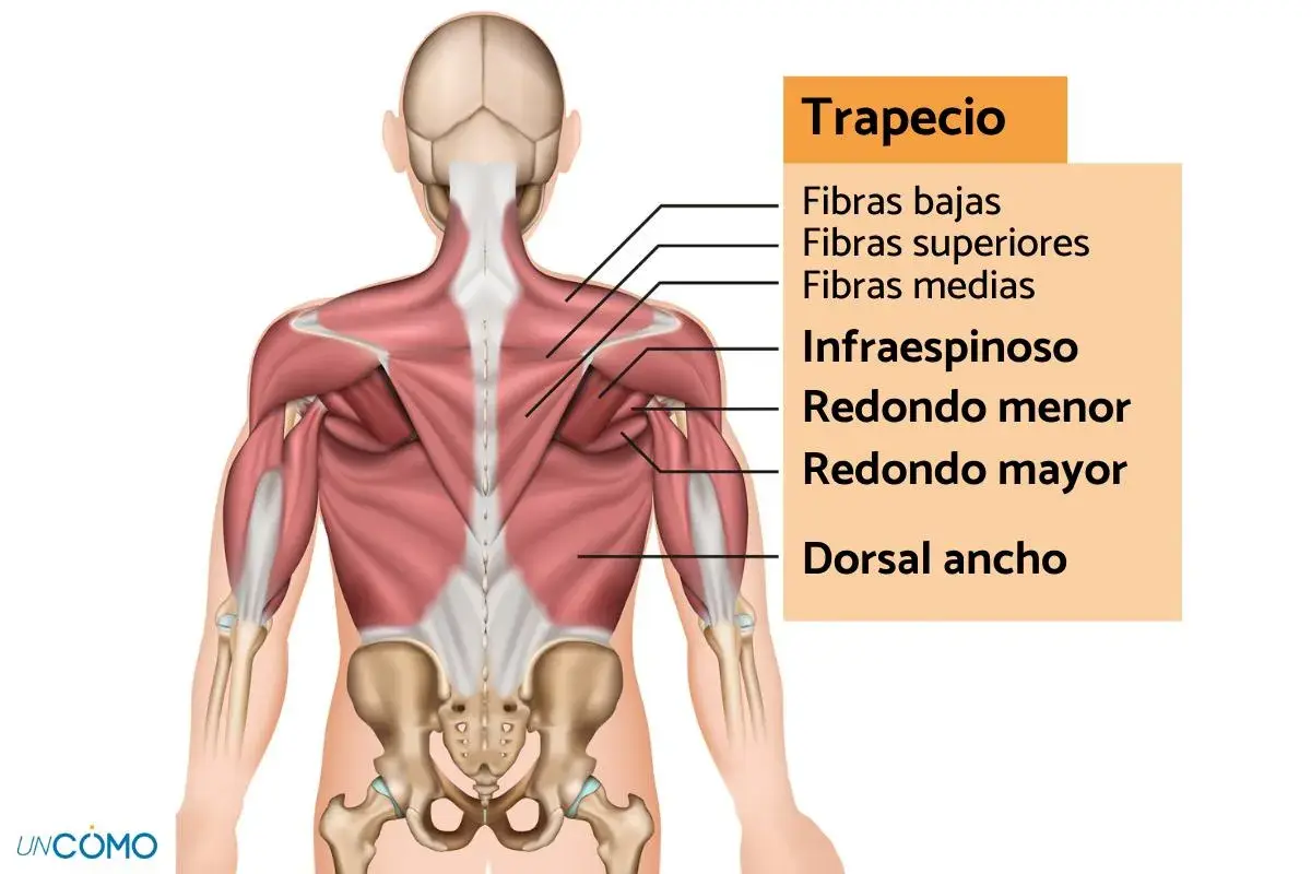 Anatomía de la espalda, mostrando el músculo trapecio y sus fibras. Una contractura trapecio puede afectar estas áreas.