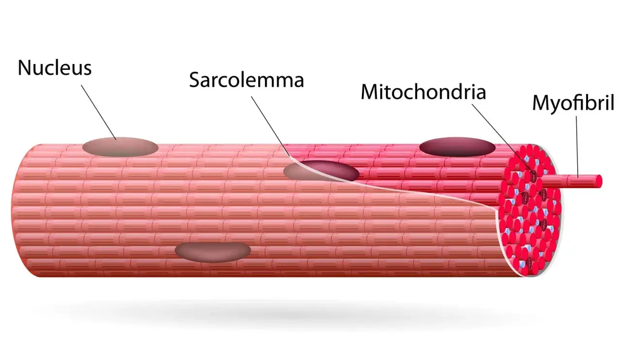 Estructura de fibras musculares con núcleo, sarcolema, mitocondrias y miofibrillas.