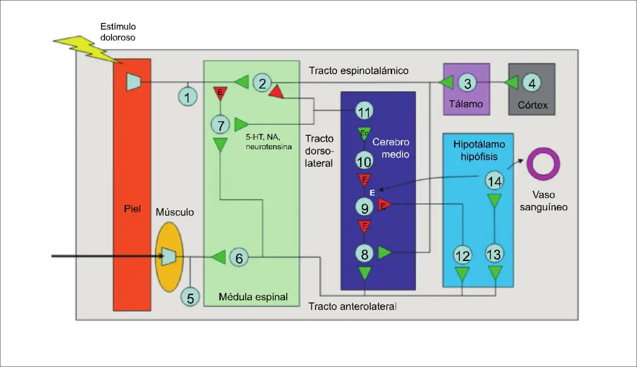 Diagrama ilustra cómo funciona la acupuntura, mostrando la transmisión de estímulos dolorosos y la modulación por neurotransmisores.