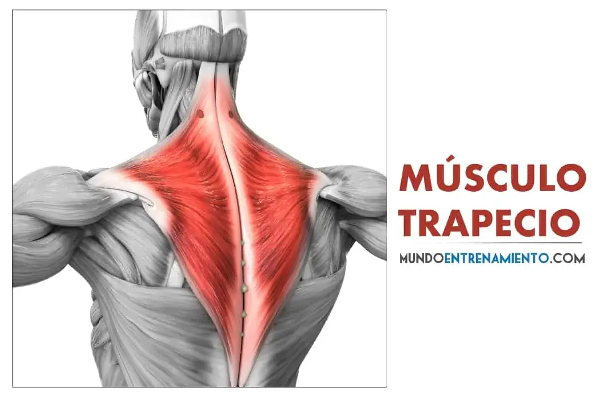 Anatomía del músculo trapecio, resaltado en rojo, mostrando su forma y conexión con los hombros y el cuello.