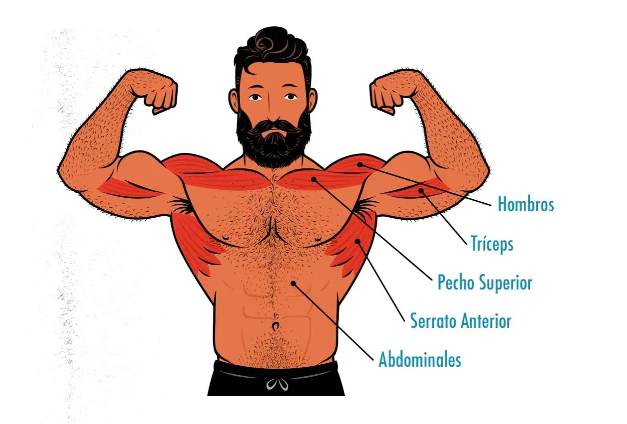 Ilustración de un hombre con músculos marcados, mostrando la hipertrofia en hombros, tríceps, pecho, serrato y abdominales.