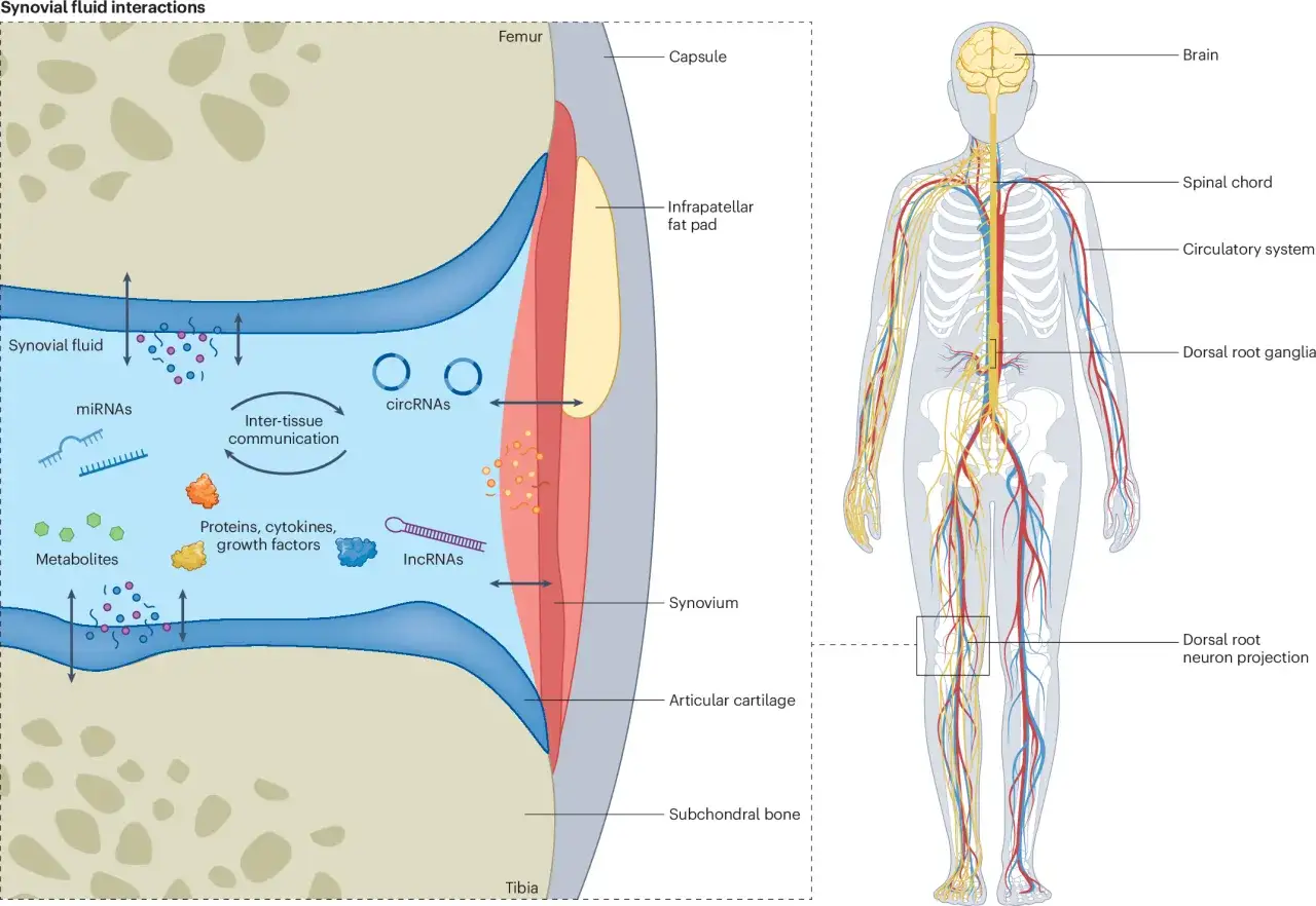 Interacciones del líquido sinovial en la articulación, mostrando miRNAs, circRNAs, lncRNAs, metabolitos y factores que comunican entre tejidos.